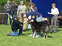 Klubová výstava KTD Heřmanův Městec 30.4.2011 | ASIM - Tibeťák | Tibetská doga