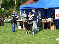 Klubová výstava KTD Heřmanův Městec 30.4.2011 | ASIM - Tibeťák | Tibetská doga