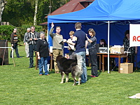 Klubová výstava KTD Heřmanův Městec 30.4.2011 | ASIM - Tibeťák | Tibetská doga