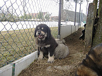 Březen 2010 | ASIM - Tibeťák | Tibetská doga