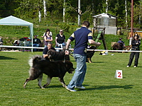 Klubová výstava KTD Heřmanův Městec 30.4.2011 | ASIM - Tibeťák | Tibetská doga