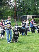 Klubová výstava KTD Heřmanův Městec 30.4.2011 | ASIM - Tibeťák | Tibetská doga