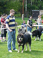 Klubová výstava KTD Heřmanův Městec 30.4.2011 | ASIM - Tibeťák | Tibetská doga