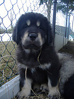 Březen 2010 | ASIM - Tibeťák | Tibetská doga