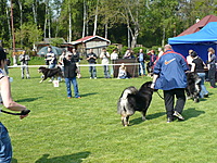 Klubová výstava KTD Heřmanův Městec 30.4.2011 | ASIM - Tibeťák | Tibetská doga