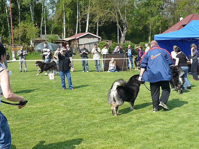 Klubová výstava KTD Heřmanův Městec 30.4.2011