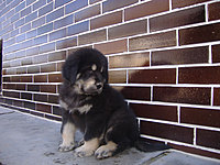 Březen 2010 | ASIM - Tibeťák | Tibetská doga