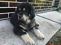 8. dubna 2010 | ASIM - Tibeťák | Tibetská doga