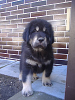 Březen 2010 | ASIM - Tibeťák | Tibetská doga