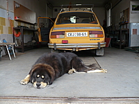 Květen 2011 | ASIM - Tibeťák | Tibetská doga