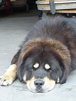 Květen 2011 | ASIM - Tibeťák | Tibetská doga
