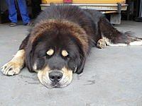 Květen 2011 | ASIM - Tibeťák | Tibetská doga