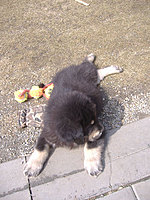 Březen 2010 | ASIM - Tibeťák | Tibetská doga