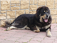 Květen 2011 | ASIM - Tibeťák | Tibetská doga