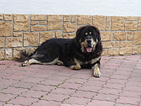 Květen 2011 | ASIM - Tibeťák | Tibetská doga