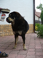 Květen 2011 | ASIM - Tibeťák | Tibetská doga
