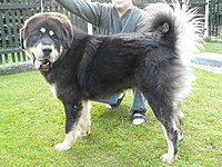 Květen 2011 | ASIM - Tibeťák | Tibetská doga