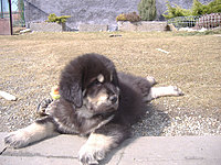 Březen 2010 | ASIM - Tibeťák | Tibetská doga