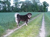 Květen 2011 | ASIM - Tibeťák | Tibetská doga
