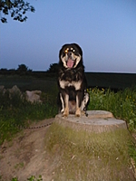 Květen 2011 | ASIM - Tibeťák | Tibetská doga