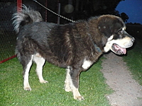 Květen 2011 | ASIM - Tibeťák | Tibetská doga