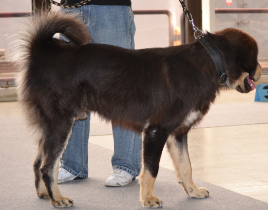 Mezinárodní výstava psů Intercanis Brno 26.6.2011