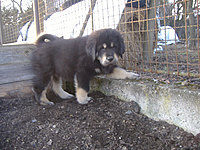 Březen 2010 | ASIM - Tibeťák | Tibetská doga