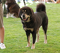 Mezinárodní výstava psů Interdog Bohemia Mladá Boleslav 28.8.2011, foto: Toncarovi | ASIM - Tibeťák | Tibetská doga