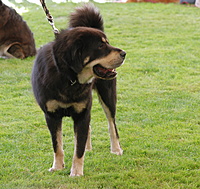 Mezinárodní výstava psů Interdog Bohemia Mladá Boleslav 28.8.2011, foto: Toncarovi | ASIM - Tibeťák | Tibetská doga