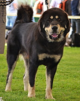 Mezinárodní výstava psů Interdog Bohemia Mladá Boleslav 28.8.2011, foto: Schneiderovi | ASIM - Tibeťák | Tibetská doga