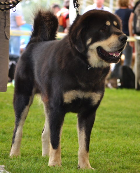 Mezinárodní výstava psů Interdog Bohemia Mladá Boleslav 28.8.2011