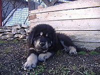 Březen 2010 | ASIM - Tibeťák | Tibetská doga