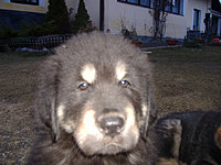Březen 2010 | ASIM - Tibeťák | Tibetská doga