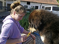 Červen 2011 | ASIM - Tibeťák | Tibetská doga