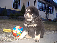 Březen 2010 | ASIM - Tibeťák | Tibetská doga