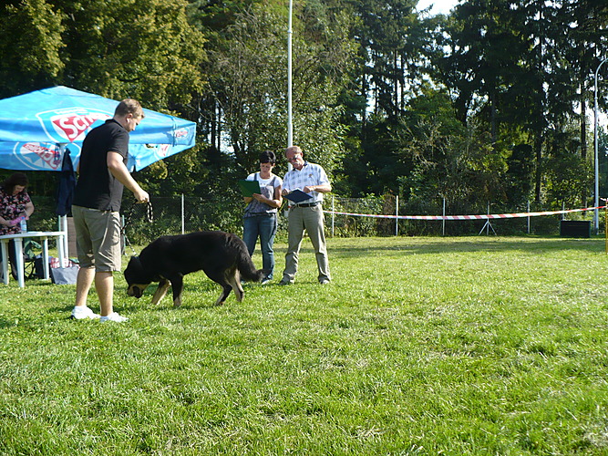 Bonitace a svod mladých KTD ČR Újezd nad Lesy 4.9.2011