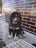 Březen 2010 | ASIM - Tibeťák | Tibetská doga