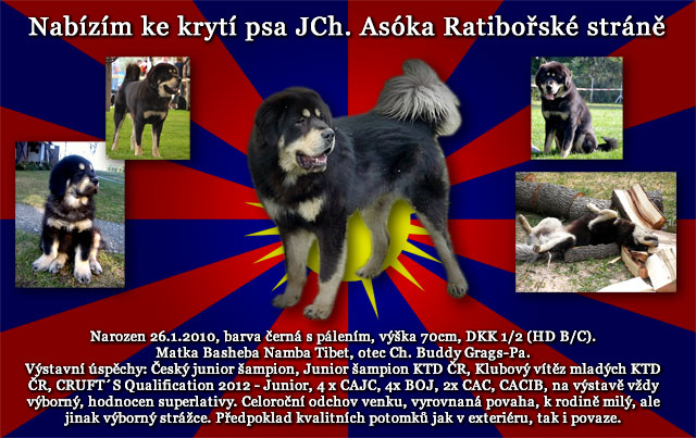 Nabízíme ke krytí psa JCh. Asóka Ratibořské stráně | ASIM - Tibeťák | Tibetská doga