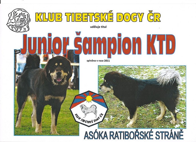 Junior šampion KTD