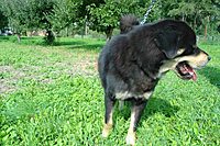 Září 2011, foto: Věra Ch. | ASIM - Tibeťák | Tibetská doga