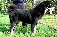Září 2011, foto: Věra Ch. | ASIM - Tibeťák | Tibetská doga