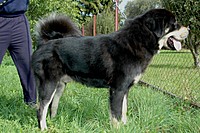 Září 2011, foto: Věra Ch. | ASIM - Tibeťák | Tibetská doga