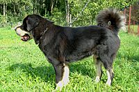 Září 2011, foto: Věra Ch. | ASIM - Tibeťák | Tibetská doga