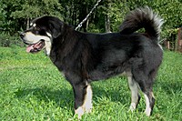 Září 2011, foto: Věra Ch. | ASIM - Tibeťák | Tibetská doga
