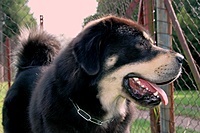 Září 2011, foto: Věra Ch. | ASIM - Tibeťák | Tibetská doga