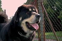 Září 2011, foto: Věra Ch. | ASIM - Tibeťák | Tibetská doga