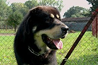 Září 2011, foto: Věra Ch. | ASIM - Tibeťák | Tibetská doga