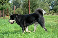 Září 2011, foto: Věra Ch. | ASIM - Tibeťák | Tibetská doga