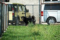 Září 2011, foto: Věra Ch. | ASIM - Tibeťák | Tibetská doga