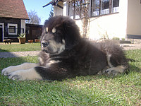 8. dubna 2010 | ASIM - Tibeťák | Tibetská doga 8. dubna 2010 | ASIM - Tibeťák | Tibetská doga
